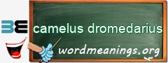 WordMeaning blackboard for camelus dromedarius